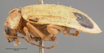 Media type: image; Entomology 18514   Aspect: habitus lateral view